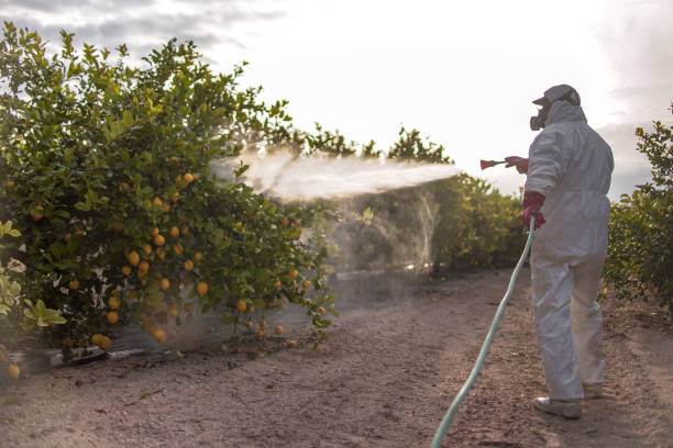 Best Affordable Pest Control Services  in Ciborne, LA