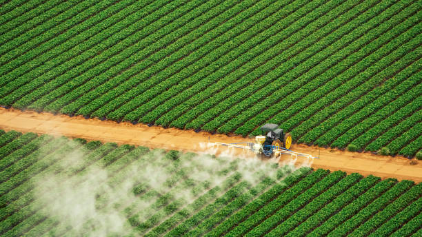 Best Insect Control  in Ciborne, LA
