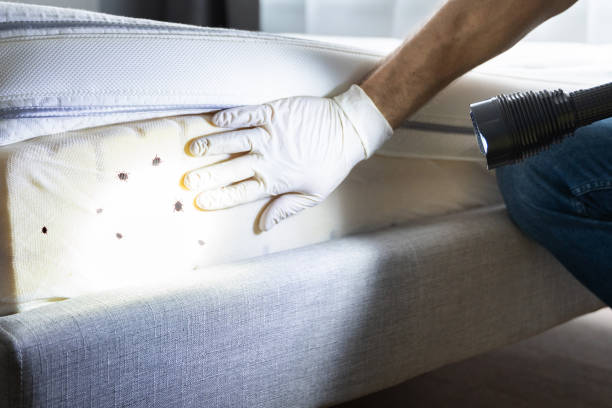 Flea Control Services in Claiborne, LA