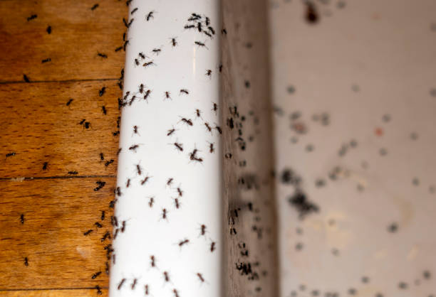 Best Residential Pest Control  in Ciborne, LA
