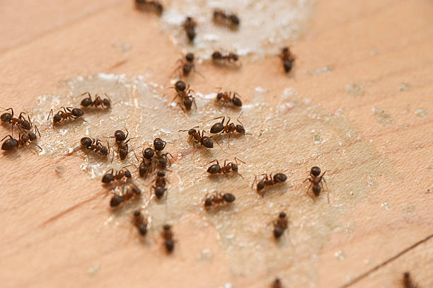 Best Insect Control  in Ciborne, LA